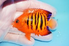 画像1: 【10％OFFクーポン対象個体】 【海水魚・ヤッコ】【通販】状態良好♪【マーシャル産】フレームエンゼル（M）(個体販売）（±6.5cm）No.22（生体）(海水魚) (1)