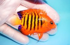 画像2: 【10％OFFクーポン対象個体】 【海水魚・ヤッコ】【通販】状態良好♪【マーシャル産】フレームエンゼル（M）(個体販売）（±6.5cm）No.22（生体）(海水魚) (2)