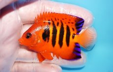 画像1: 【10％OFFクーポン対象個体】 【海水魚・ヤッコ】【通販】状態良好♪【マーシャル産】フレームエンゼル（ML）(個体販売）（±7cm）No.24（生体）(海水魚) (1)