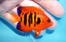 画像2: 【10％OFFクーポン対象個体】 【海水魚・ヤッコ】【通販】状態良好♪【マーシャル産】フレームエンゼル（ML）(個体販売）（±7cm）No.24（生体）(海水魚) (2)