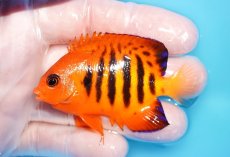 画像1: 【10％OFFクーポン対象個体】 【海水魚・ヤッコ】【通販】状態良好♪【マーシャル産】フレームエンゼル（ML）(個体販売）（±7.5cm）No.25（生体）(海水魚) (1)