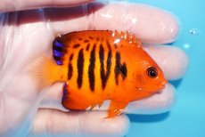 画像2: 【10％OFFクーポン対象個体】 【海水魚・ヤッコ】【通販】状態良好♪【マーシャル産】フレームエンゼル（ML）(個体販売）（±7.5cm）No.25（生体）(海水魚) (2)