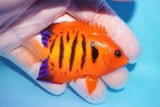 画像2: 【10％OFFクーポン対象個体】 【海水魚・ヤッコ】【通販】状態良好♪【マーシャル産】フレームエンゼル（ML）(個体販売）（±7.5cm）No.26（生体）(海水魚) (2)