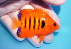 画像2: 【10％OFFクーポン対象個体】 【海水魚・ヤッコ】【通販】状態良好♪【マーシャル産】フレームエンゼル（ML）(個体販売）（±7.5cm）No.27（生体）(海水魚) (2)