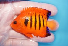 画像1: 【10％OFFクーポン対象個体】 【海水魚・ヤッコ】【通販】状態良好♪【マーシャル産】フレームエンゼル（ML）(個体販売）（±7cm）No.28（生体）(海水魚) (1)