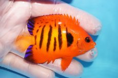 画像2: 【10％OFFクーポン対象個体】 【海水魚・ヤッコ】【通販】状態良好♪【マーシャル産】フレームエンゼル（ML）(個体販売）（±7cm）No.28（生体）(海水魚) (2)