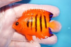画像1: 【10％OFFクーポン対象個体】 【海水魚・ヤッコ】【通販】状態良好♪【マーシャル産】フレームエンゼル（ML）(個体販売）（±7cm）No.29（生体）(海水魚) (1)
