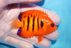 画像2: 【10％OFFクーポン対象個体】 【海水魚・ヤッコ】【通販】状態良好♪【マーシャル産】フレームエンゼル（ML）(個体販売）（±7cm）No.29（生体）(海水魚) (2)