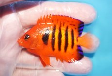 画像1: 【10％OFFクーポン対象個体】 【海水魚・ヤッコ】【通販】状態良好♪【マーシャル産】フレームエンゼル（ML）(個体販売）（±7cm）No.30（生体）(海水魚) (1)