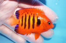 画像2: 【10％OFFクーポン対象個体】 【海水魚・ヤッコ】【通販】状態良好♪【マーシャル産】フレームエンゼル（ML）(個体販売）（±7cm）No.30（生体）(海水魚) (2)