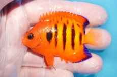 画像1: 【10％OFFクーポン対象個体】 【海水魚・ヤッコ】【通販】状態良好♪【マーシャル産】フレームエンゼル（ML）(個体販売）（±7cm）No.31（生体）(海水魚) (1)