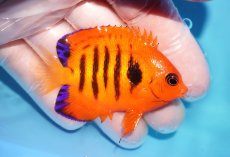 画像2: 【10％OFFクーポン対象個体】 【海水魚・ヤッコ】【通販】状態良好♪【マーシャル産】フレームエンゼル（ML）(個体販売）（±7cm）No.31（生体）(海水魚) (2)