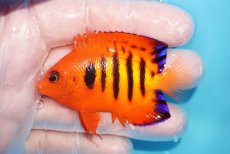 画像1: 【10％OFFクーポン対象個体】 【海水魚・ヤッコ】【通販】状態良好♪【マーシャル産】フレームエンゼル（ML）(個体販売）（±7cm）No.32（生体）(海水魚) (1)