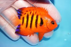 画像2: 【10％OFFクーポン対象個体】 【海水魚・ヤッコ】【通販】状態良好♪【マーシャル産】フレームエンゼル（ML）(個体販売）（±7cm）No.32（生体）(海水魚) (2)