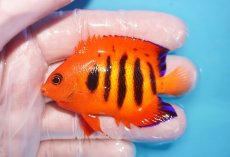 画像1: 【10％OFFクーポン対象個体】 【海水魚・ヤッコ】【通販】状態良好♪【マーシャル産】フレームエンゼル（ML）(個体販売）（±7cm）No.33（生体）(海水魚) (1)