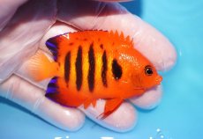 画像2: 【10％OFFクーポン対象個体】 【海水魚・ヤッコ】【通販】状態良好♪【マーシャル産】フレームエンゼル（ML）(個体販売）（±7cm）No.33（生体）(海水魚) (2)