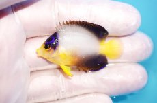画像1: 【10％OFFクーポン対象個体】 【海水魚・ヤッコ】【通販】状態良好♪【マーシャル産】マルチカラーエンゼル（S）(個体販売）（±4.5cm）No.1（生体）(海水魚) (1)