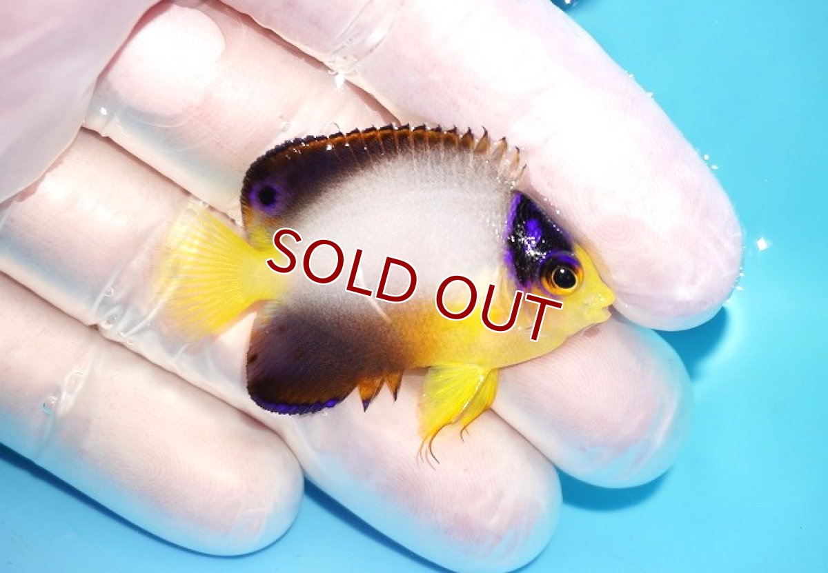 画像2: 【10％OFFクーポン対象個体】 【海水魚・ヤッコ】【通販】状態良好♪【マーシャル産】マルチカラーエンゼル（S）(個体販売）（±4.5cm）No.1（生体）(海水魚) (2)