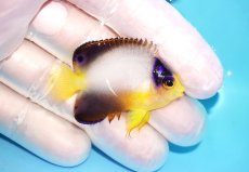 画像2: 【10％OFFクーポン対象個体】 【海水魚・ヤッコ】【通販】状態良好♪【マーシャル産】マルチカラーエンゼル（S）(個体販売）（±4.5cm）No.1（生体）(海水魚) (2)