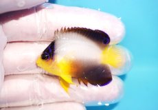 画像1: 【10％OFFクーポン対象個体】 【海水魚・ヤッコ】【通販】状態良好♪【マーシャル産】マルチカラーエンゼル（S）(個体販売）（±4.5cm）No.2（生体）(海水魚) (1)
