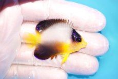 画像2: 【10％OFFクーポン対象個体】 【海水魚・ヤッコ】【通販】状態良好♪【マーシャル産】マルチカラーエンゼル（S）(個体販売）（±4.5cm）No.2（生体）(海水魚) (2)