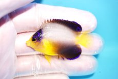 画像1: 【10％OFFクーポン対象個体】 【海水魚・ヤッコ】【通販】状態良好♪【マーシャル産】マルチカラーエンゼル（S）(個体販売）（±5cm）No.3（生体）(海水魚) (1)