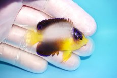 画像2: 【10％OFFクーポン対象個体】 【海水魚・ヤッコ】【通販】状態良好♪【マーシャル産】マルチカラーエンゼル（S）(個体販売）（±5cm）No.3（生体）(海水魚) (2)