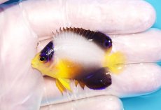 画像1: 【10％OFFクーポン対象個体】 【海水魚・ヤッコ】【通販】状態良好♪【マーシャル産】マルチカラーエンゼル（S）(個体販売）（±5cm）No.4（生体）(海水魚) (1)