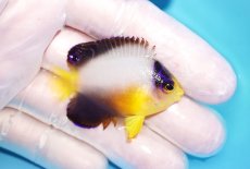 画像2: 【10％OFFクーポン対象個体】 【海水魚・ヤッコ】【通販】状態良好♪【マーシャル産】マルチカラーエンゼル（S）(個体販売）（±5cm）No.4（生体）(海水魚) (2)