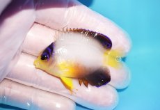 画像1: 【10％OFFクーポン対象個体】 【海水魚・ヤッコ】【通販】状態良好♪【マーシャル産】マルチカラーエンゼル（S）(個体販売）（±5cm）No.5（生体）(海水魚) (1)