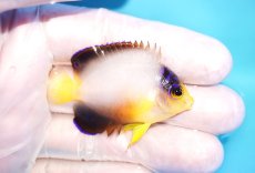 画像2: 【10％OFFクーポン対象個体】 【海水魚・ヤッコ】【通販】状態良好♪【マーシャル産】マルチカラーエンゼル（S）(個体販売）（±5cm）No.5（生体）(海水魚) (2)