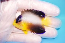 画像1: 【10％OFFクーポン対象個体】 【海水魚・ヤッコ】【通販】状態良好♪【マーシャル産】マルチカラーエンゼル（S）(個体販売）（±5cm）No.6（生体）(海水魚) (1)