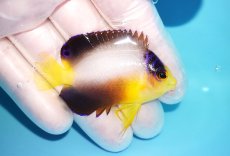 画像2: 【10％OFFクーポン対象個体】 【海水魚・ヤッコ】【通販】状態良好♪【マーシャル産】マルチカラーエンゼル（S）(個体販売）（±5cm）No.6（生体）(海水魚) (2)