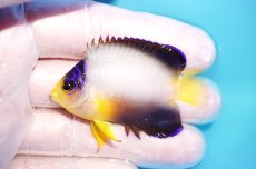 画像1: 【10％OFFクーポン対象個体】 【海水魚・ヤッコ】【通販】状態良好♪【マーシャル産】マルチカラーエンゼル（S）(個体販売）（±5.5cm）No.7（生体）(海水魚) (1)