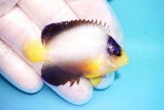 画像2: 【10％OFFクーポン対象個体】 【海水魚・ヤッコ】【通販】状態良好♪【マーシャル産】マルチカラーエンゼル（S）(個体販売）（±5.5cm）No.7（生体）(海水魚) (2)
