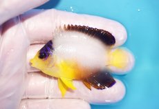 画像1: 【10％OFFクーポン対象個体】 【海水魚・ヤッコ】【通販】状態良好♪【マーシャル産】マルチカラーエンゼル（S）(個体販売）（±5.5cm）No.8（生体）(海水魚) (1)