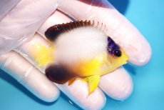 画像2: 【10％OFFクーポン対象個体】 【海水魚・ヤッコ】【通販】状態良好♪【マーシャル産】マルチカラーエンゼル（S）(個体販売）（±5.5cm）No.8（生体）(海水魚) (2)