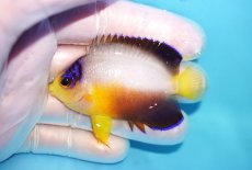 画像1: 【10％OFFクーポン対象個体】 【海水魚・ヤッコ】【通販】状態良好♪【マーシャル産】マルチカラーエンゼル（M）(個体販売）（±6cm）No.9（生体）(海水魚) (1)