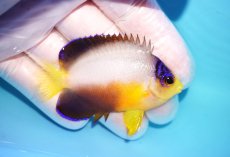 画像2: 【10％OFFクーポン対象個体】 【海水魚・ヤッコ】【通販】状態良好♪【マーシャル産】マルチカラーエンゼル（M）(個体販売）（±6cm）No.9（生体）(海水魚) (2)