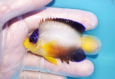 画像1: 【10％OFFクーポン対象個体】 【海水魚・ヤッコ】【通販】状態良好♪【マーシャル産】マルチカラーエンゼル（M）(個体販売）（±6.5cm）No.10（生体）(海水魚) (1)