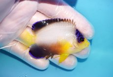 画像2: 【10％OFFクーポン対象個体】 【海水魚・ヤッコ】【通販】状態良好♪【マーシャル産】マルチカラーエンゼル（M）(個体販売）（±6.5cm）No.10（生体）(海水魚) (2)