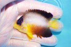 画像1: 【10％OFFクーポン対象個体】 【海水魚・ヤッコ】【通販】状態良好♪【マーシャル産】マルチカラーエンゼル（M）(個体販売）（±6.5cm）No.11（生体）(海水魚) (1)