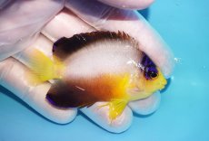 画像2: 【10％OFFクーポン対象個体】 【海水魚・ヤッコ】【通販】状態良好♪【マーシャル産】マルチカラーエンゼル（M）(個体販売）（±6.5cm）No.11（生体）(海水魚) (2)