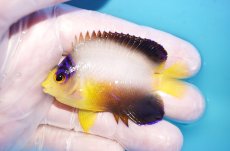 画像1: 【10％OFFクーポン対象個体】 【海水魚・ヤッコ】【通販】状態良好♪【マーシャル産】マルチカラーエンゼル（M）(個体販売）（±6.5cm）No.12（生体）(海水魚) (1)