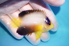 画像2: 【10％OFFクーポン対象個体】 【海水魚・ヤッコ】【通販】状態良好♪【マーシャル産】マルチカラーエンゼル（M）(個体販売）（±6.5cm）No.12（生体）(海水魚) (2)