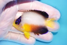 画像1: 【10％OFFクーポン対象個体】 【海水魚・ヤッコ】【通販】状態良好♪【マーシャル産】マルチカラーエンゼル（M）(個体販売）（±6.5cm）No.13（生体）(海水魚) (1)