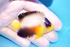 画像2: 【10％OFFクーポン対象個体】 【海水魚・ヤッコ】【通販】状態良好♪【マーシャル産】マルチカラーエンゼル（M）(個体販売）（±6.5cm）No.13（生体）(海水魚) (2)