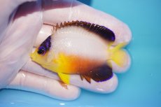 画像1: 【10％OFFクーポン対象個体】 【海水魚・ヤッコ】【通販】状態良好♪【マーシャル産】マルチカラーエンゼル（ML）(個体販売）（±7cm）No.14（生体）(海水魚) (1)