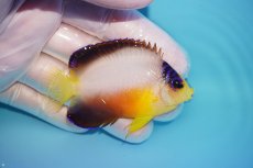 画像2: 【10％OFFクーポン対象個体】 【海水魚・ヤッコ】【通販】状態良好♪【マーシャル産】マルチカラーエンゼル（ML）(個体販売）（±7cm）No.14（生体）(海水魚) (2)