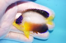 画像1: 【10％OFFクーポン対象個体】 【海水魚・ヤッコ】【通販】状態良好♪【マーシャル産】マルチカラーエンゼル（ML）(個体販売）（±7cm）No.15（生体）(海水魚) (1)